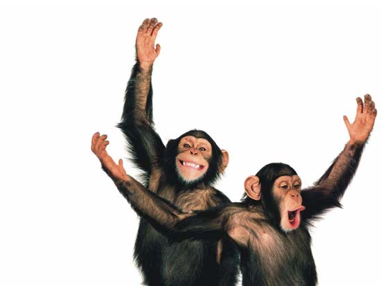 rerunchimp.JPG (7401 bytes)